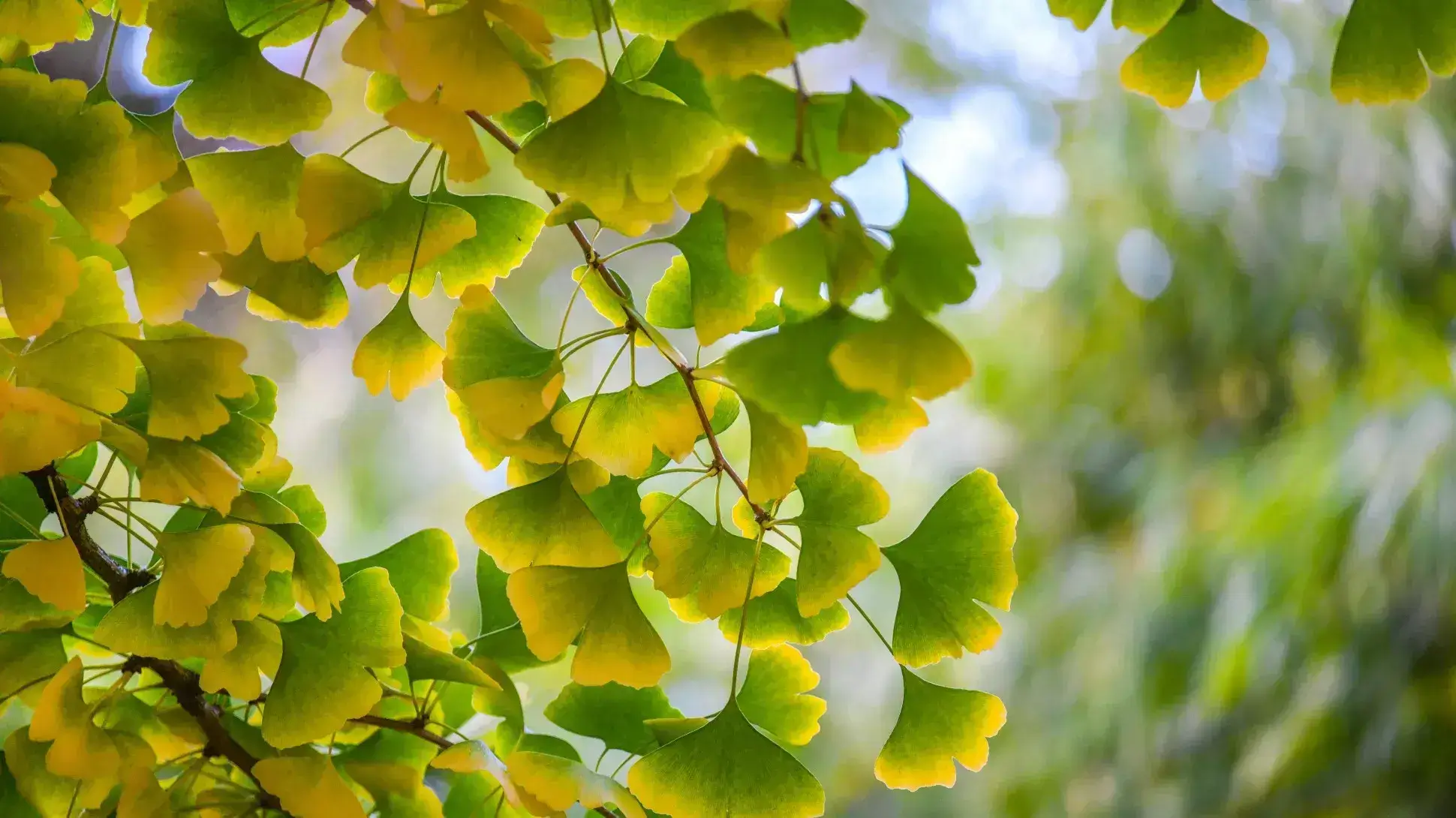 Ginko Biloba